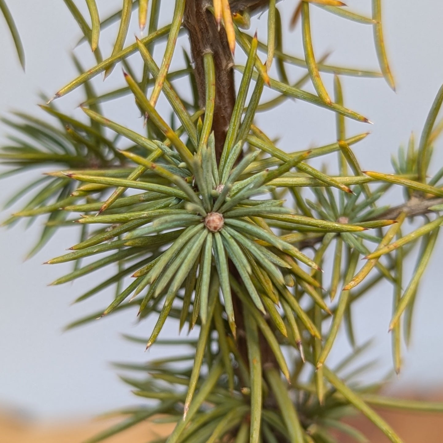 Cedrus atlantica 'Glauca' Seedling, Blue Atlas Cedar Seedling.