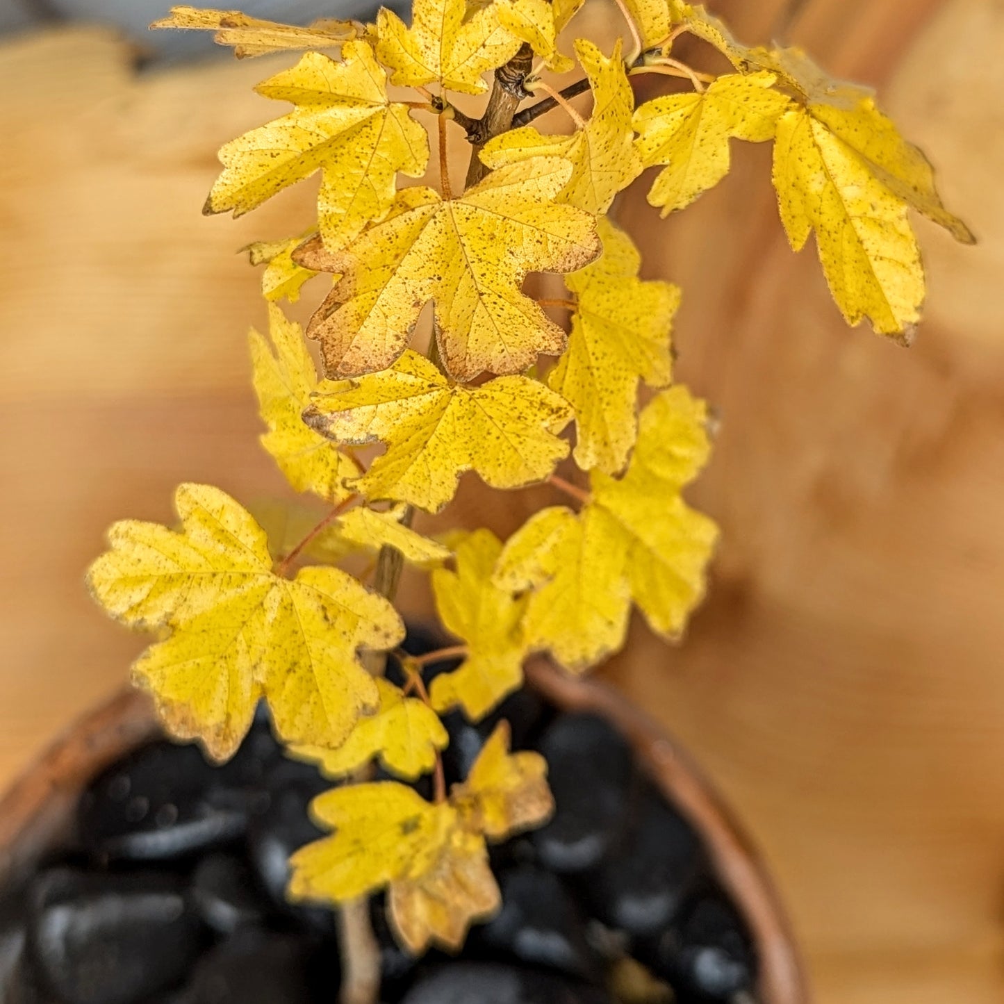 Acer campestre, Field Maple
