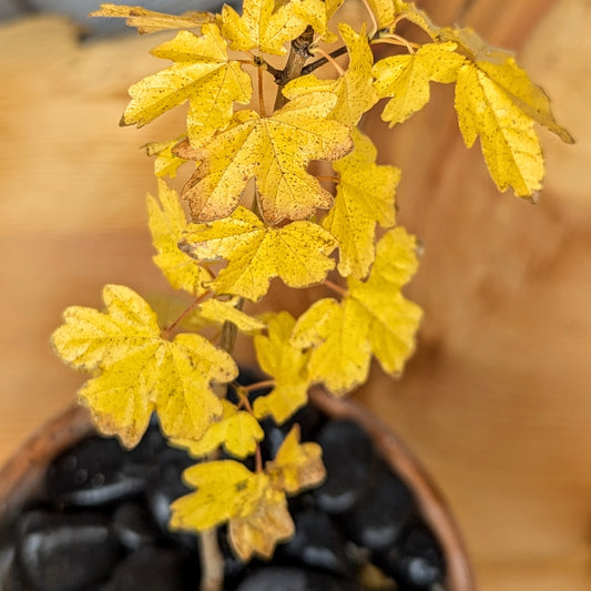 Acer campestre, Field Maple