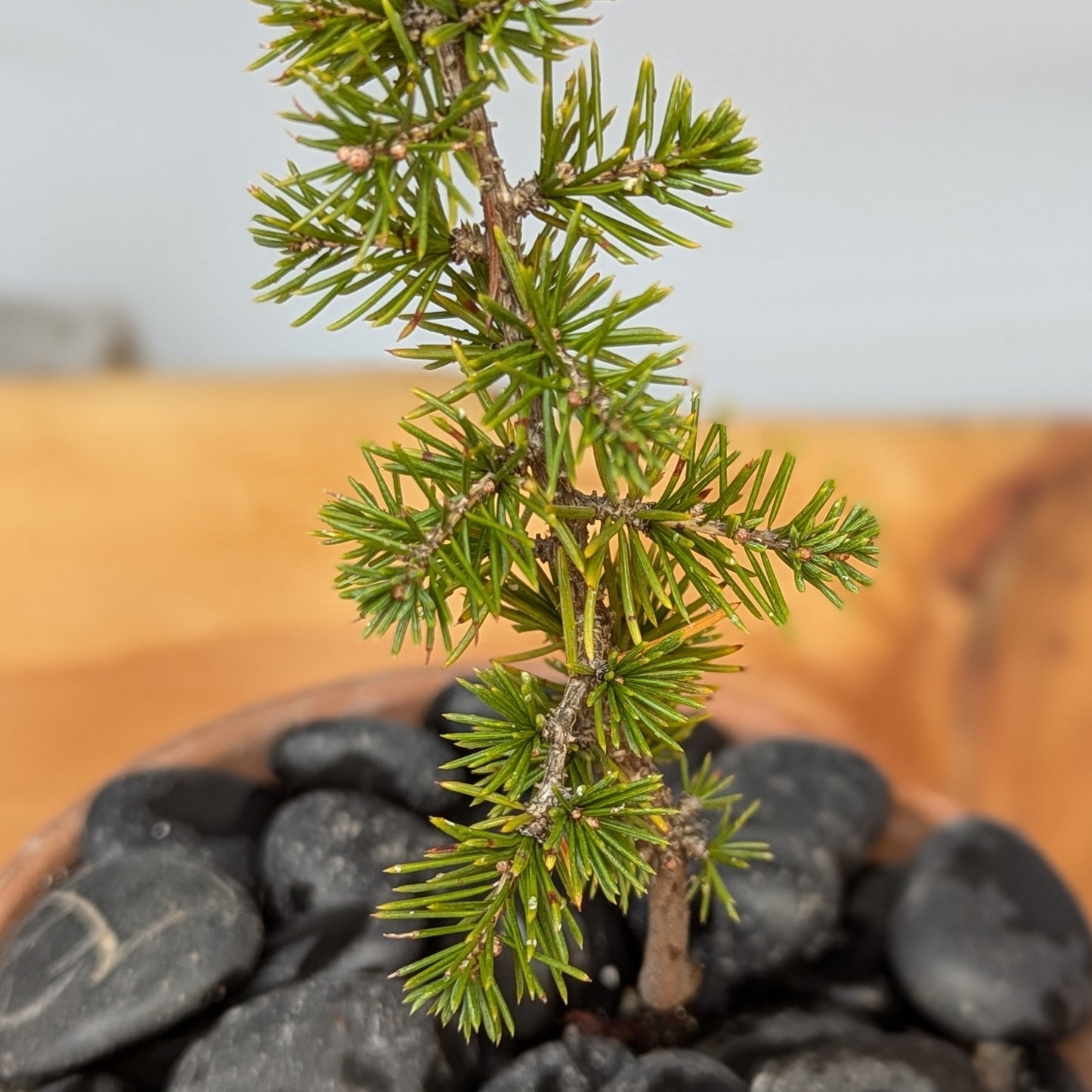 Cedrus atlantica 'Glauca' Seedling, Blue Atlas Cedar Seedling.