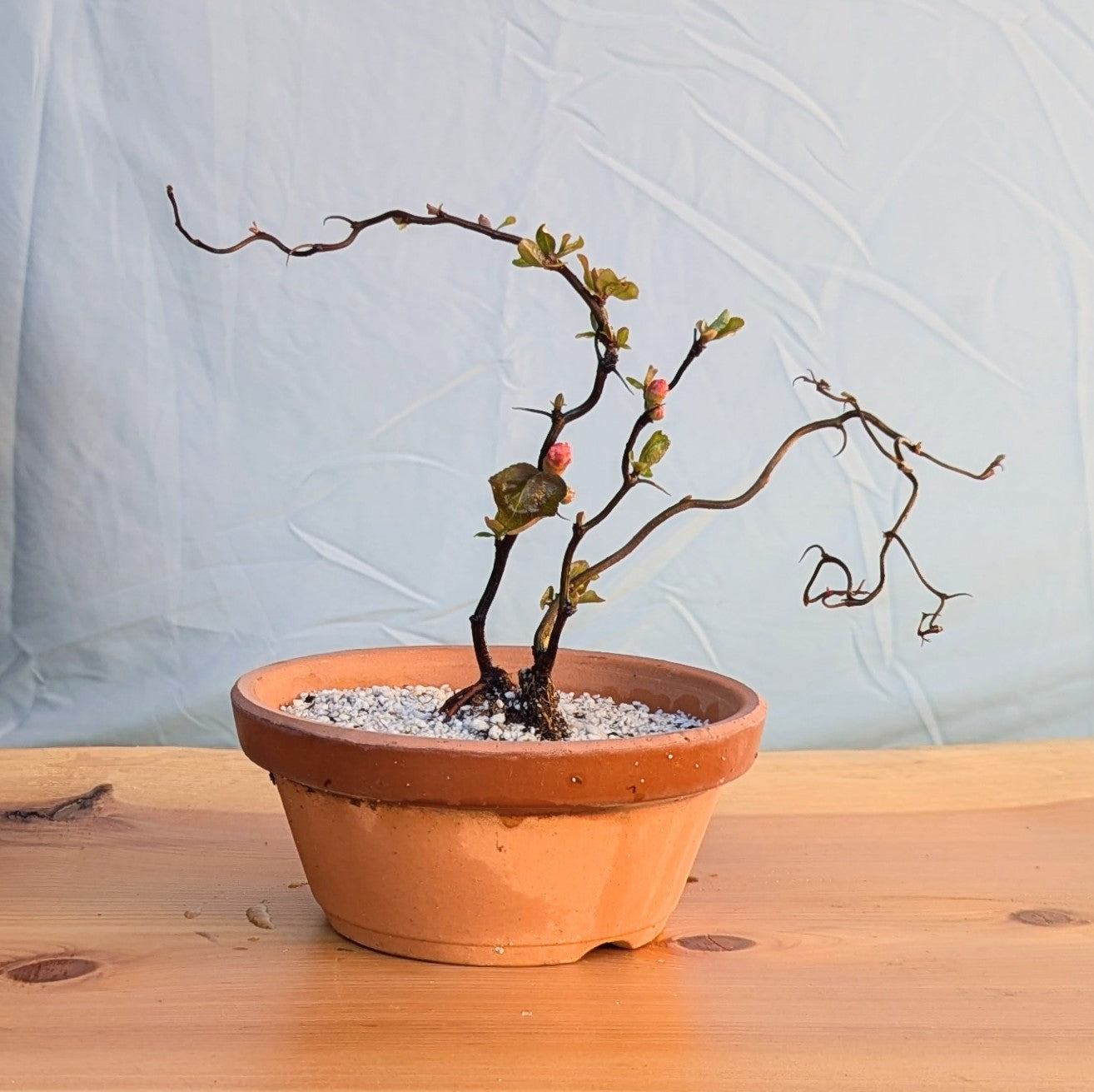 Contorted Quince 'Red'