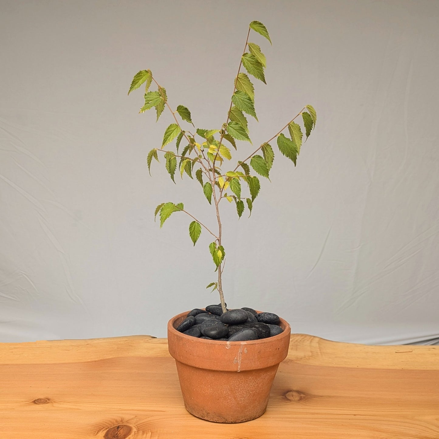 Celtis australis, Mediterranean Hackberry