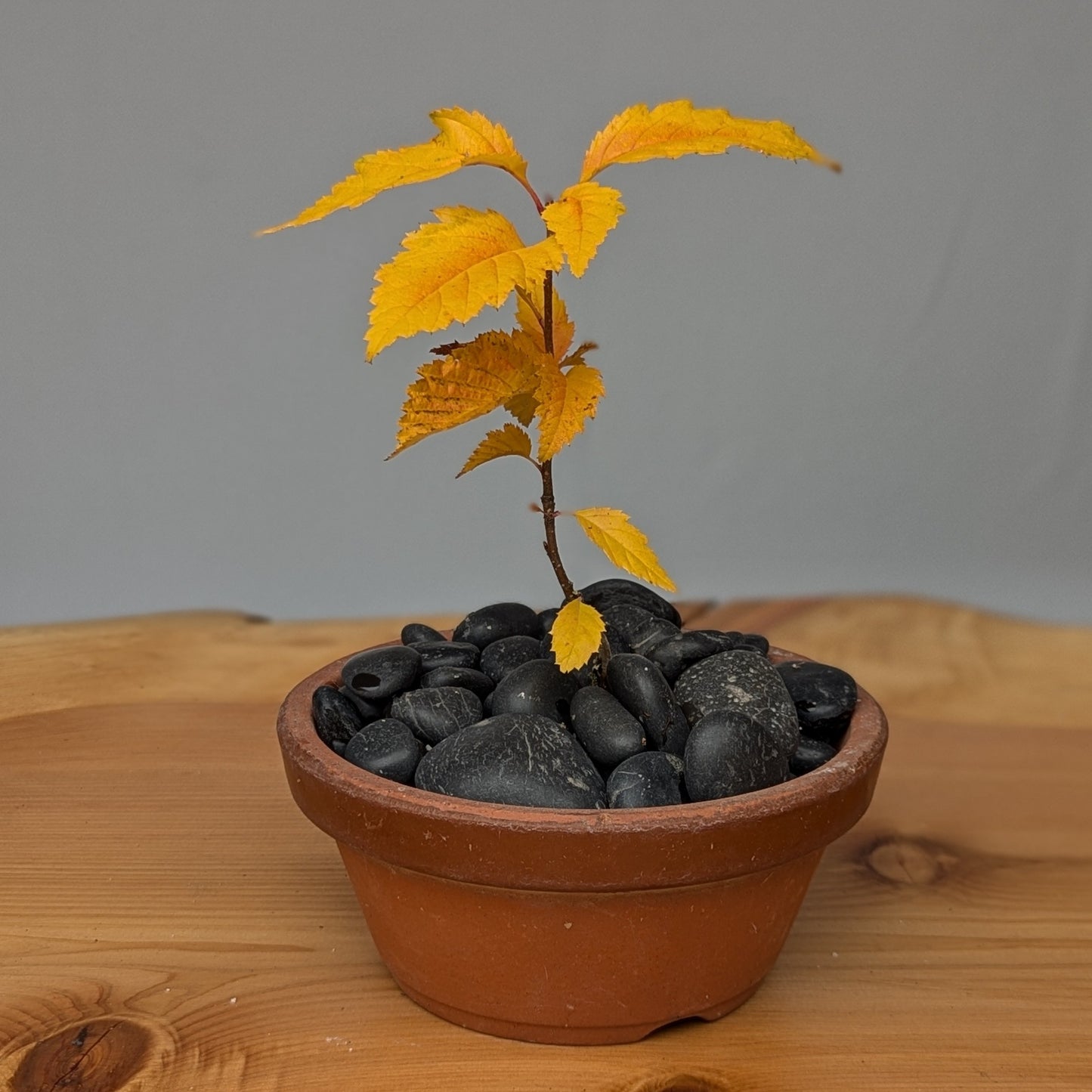 Sorbus alnifolia, Korean Mountain Ash