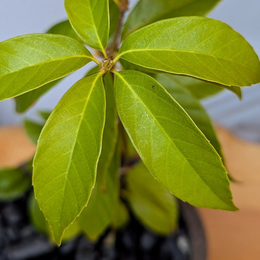 Quercus schottkyana, Schottky's Oak.