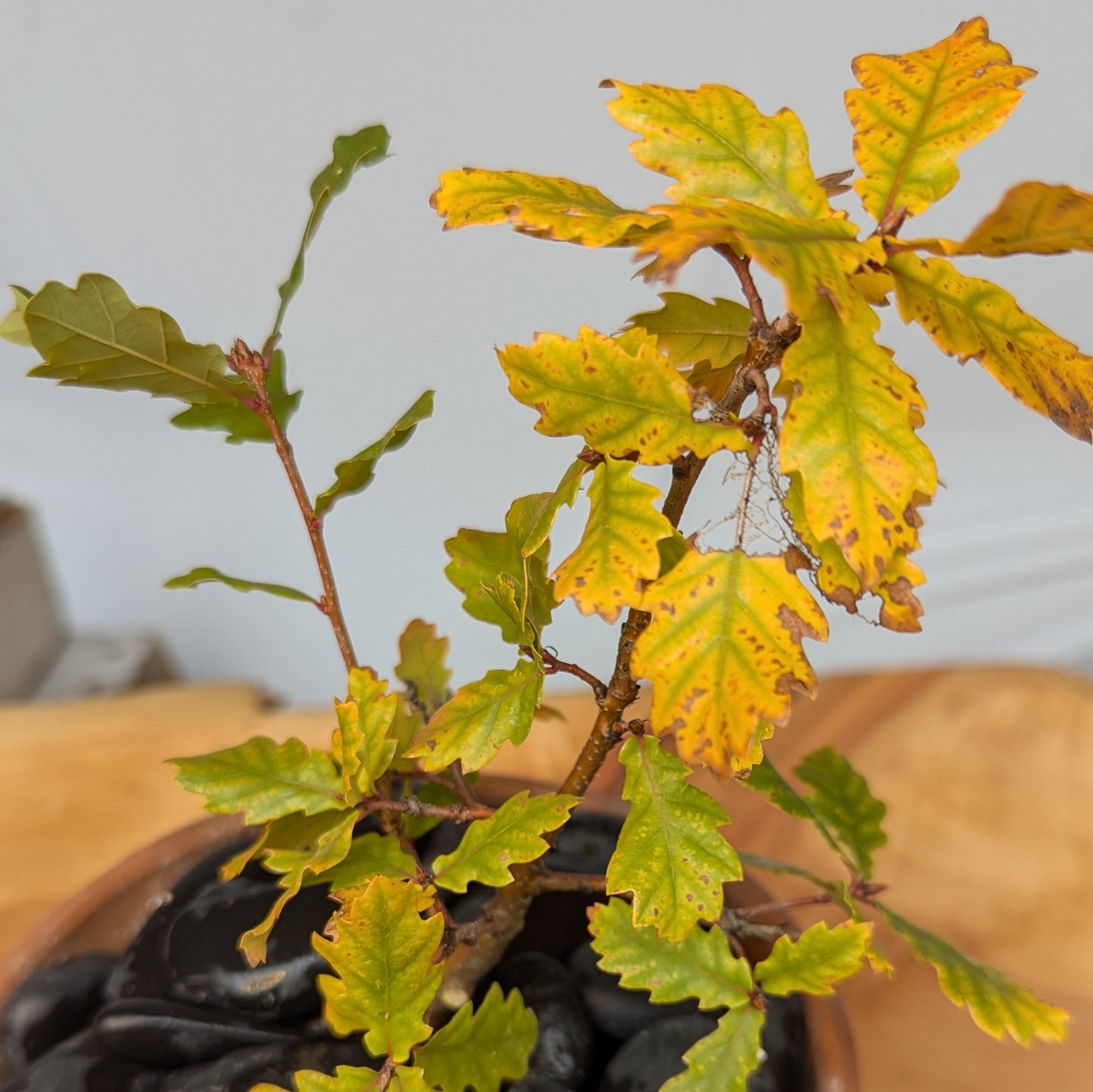 Quercus faginea, Portuguese Oak.