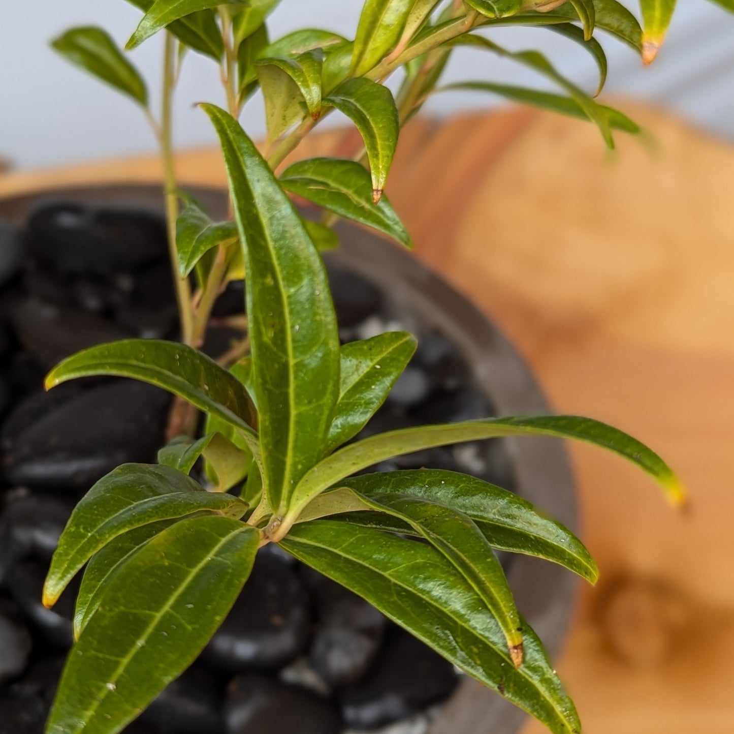 Sarcococca ruscifolia, Fragrant Sweet Box
