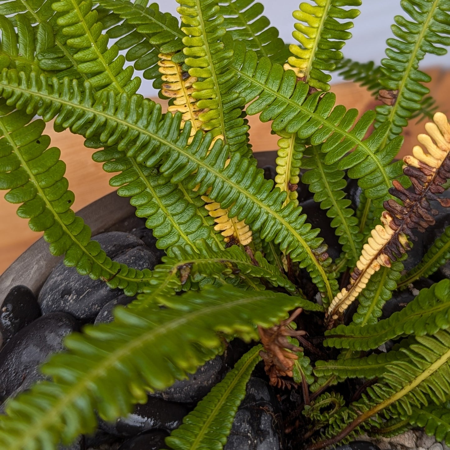 Blechnum spicant, Deer Fern