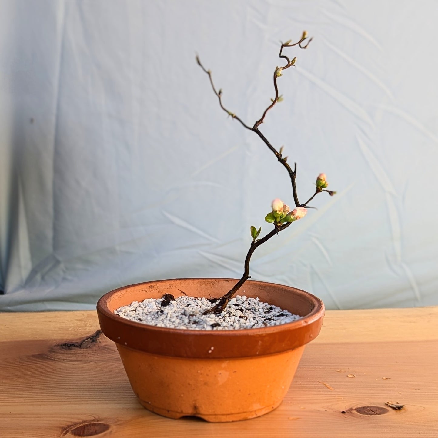 Contorted Quince 'White'