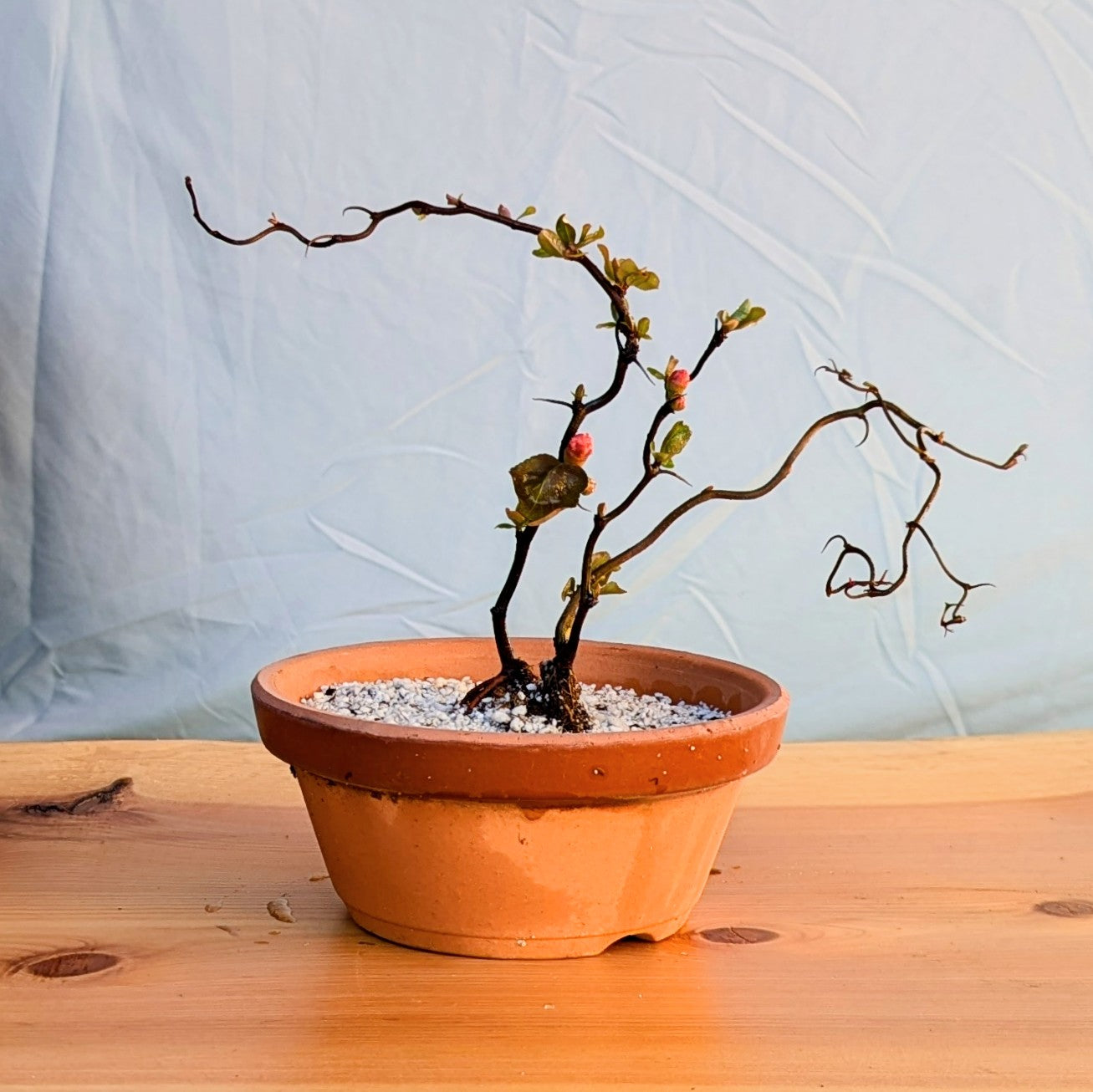 Contorted Quince 'Red'