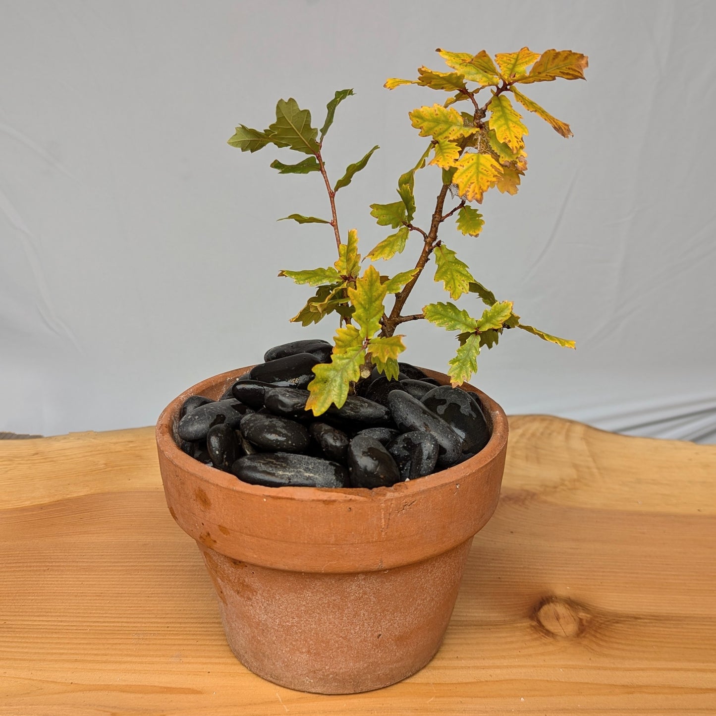 Quercus faginea, Portuguese Oak.