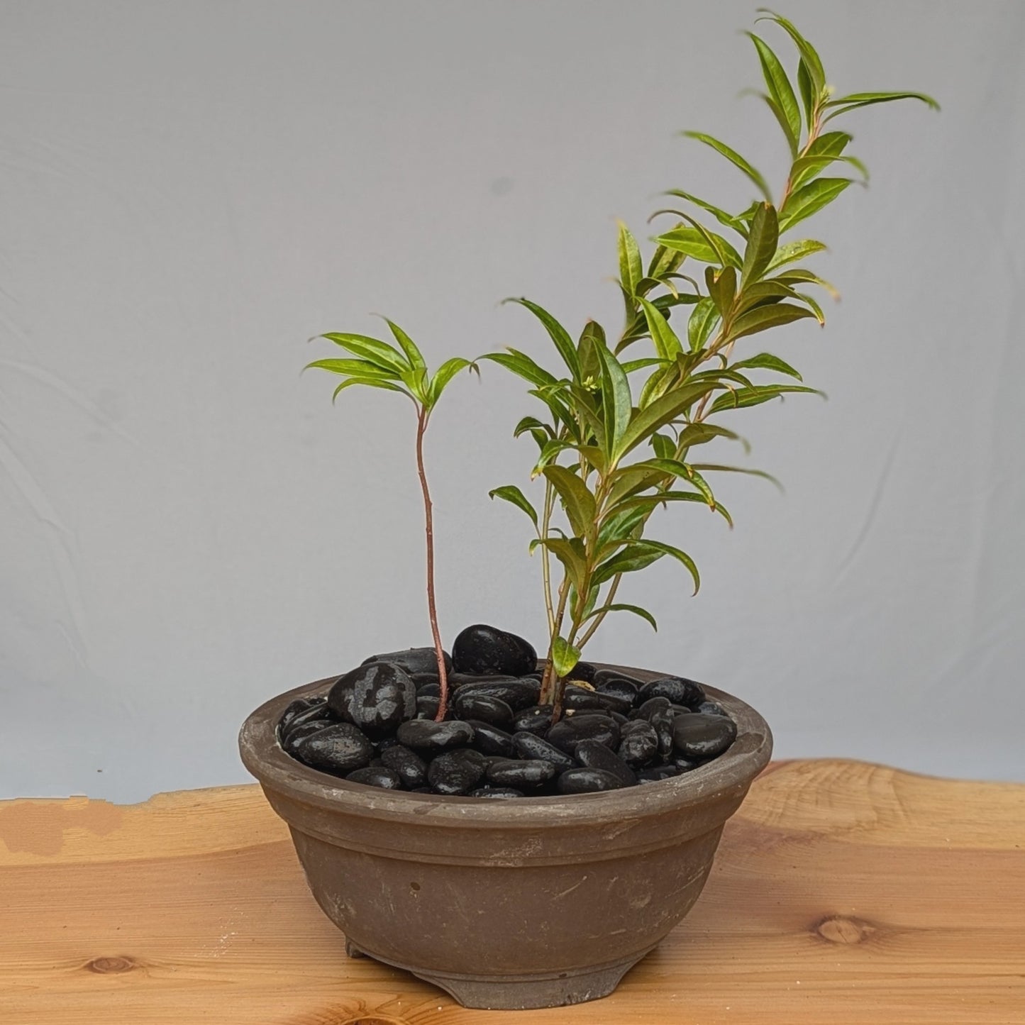 Sarcococca ruscifolia, Fragrant Sweet Box