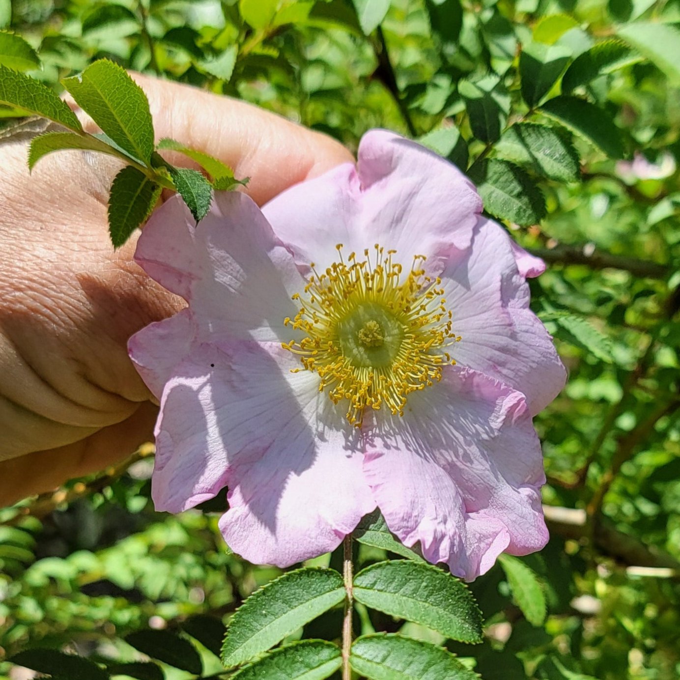 Rosa hirtula, Hakone rose.