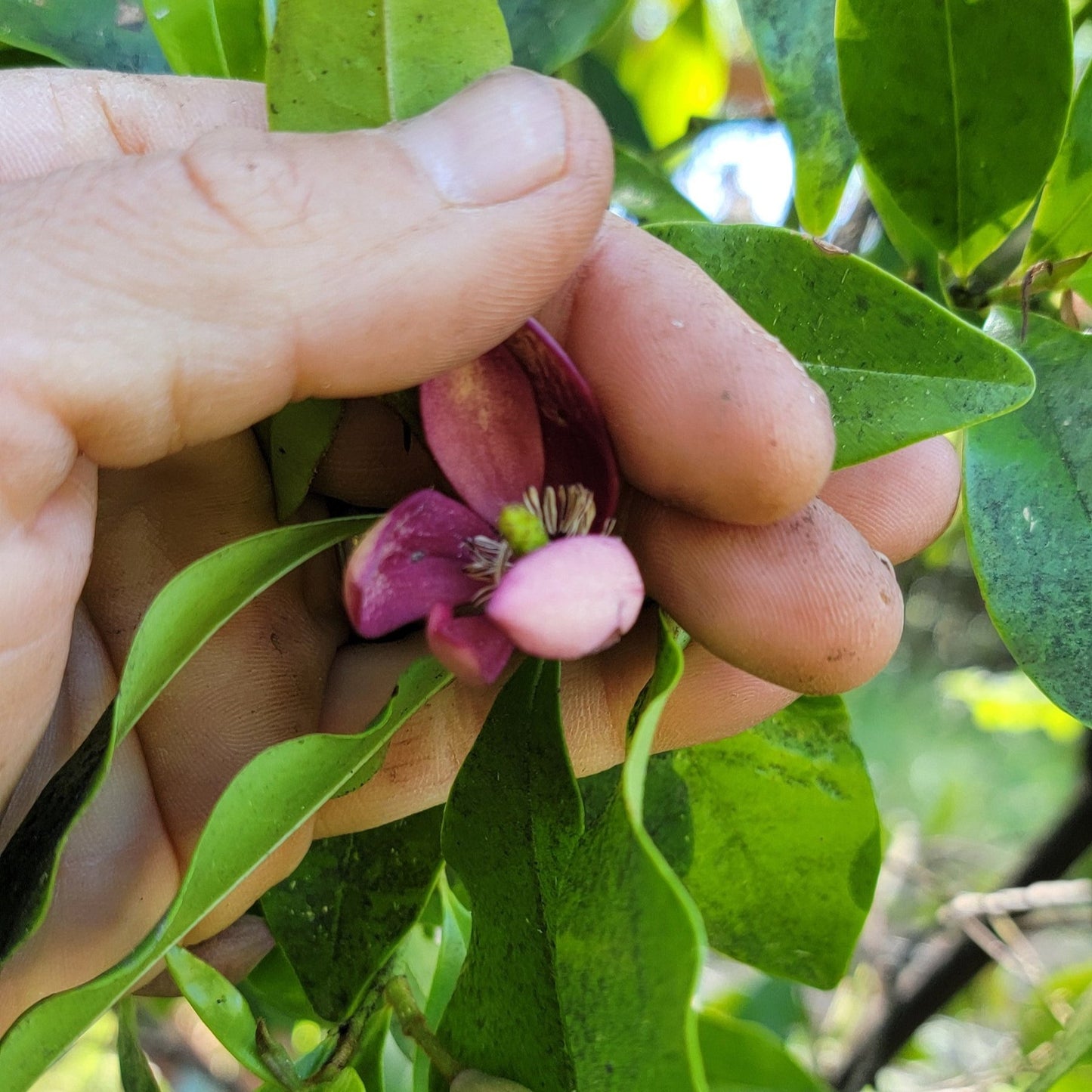 Magnolia figo 'Port Wine', Banana Shrub.