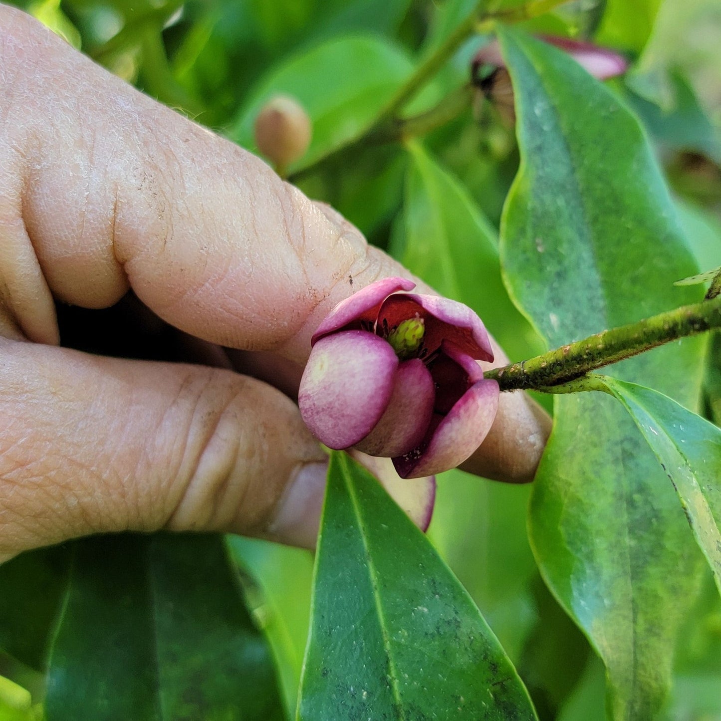Magnolia figo 'Port Wine', Banana Shrub.