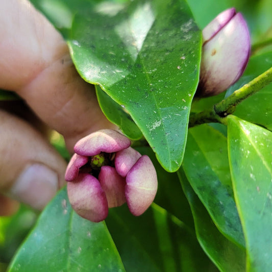 Magnolia figo 'Port Wine', Banana Shrub.