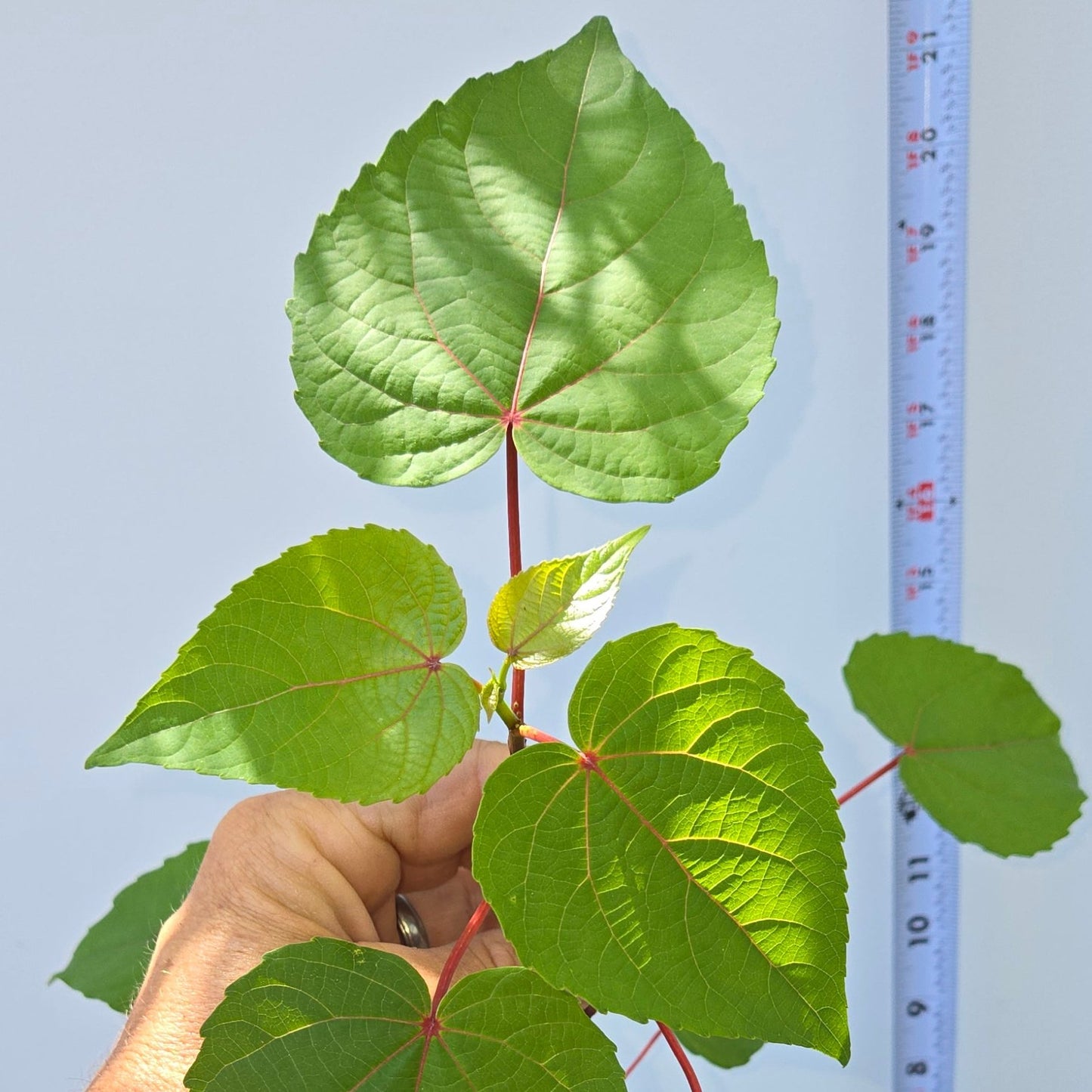 Idesia polycarpa, Wonder tree, Igiri tree.