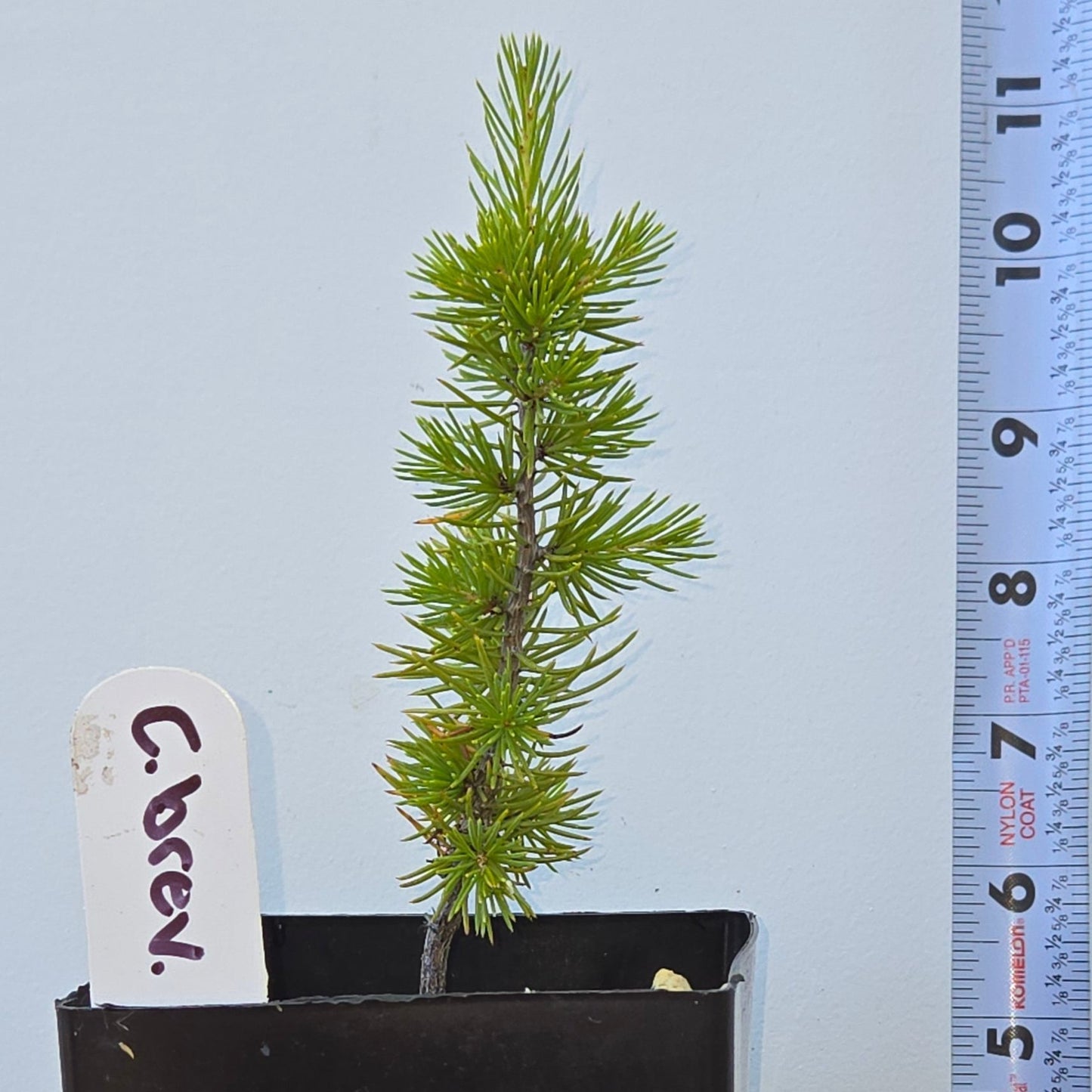 Cedrus brevifolia, Cedar of Cyprus.