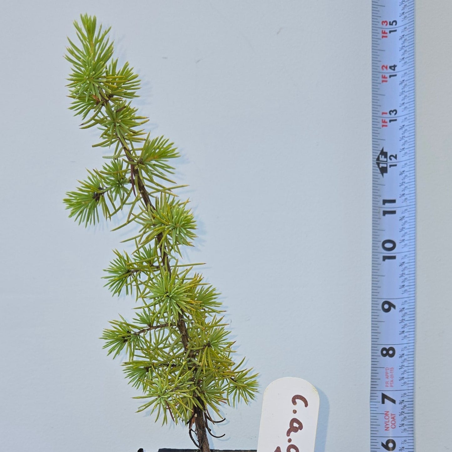 Cedrus atlantica 'Glauca' Seedling, Blue Atlas Cedar Seedling.