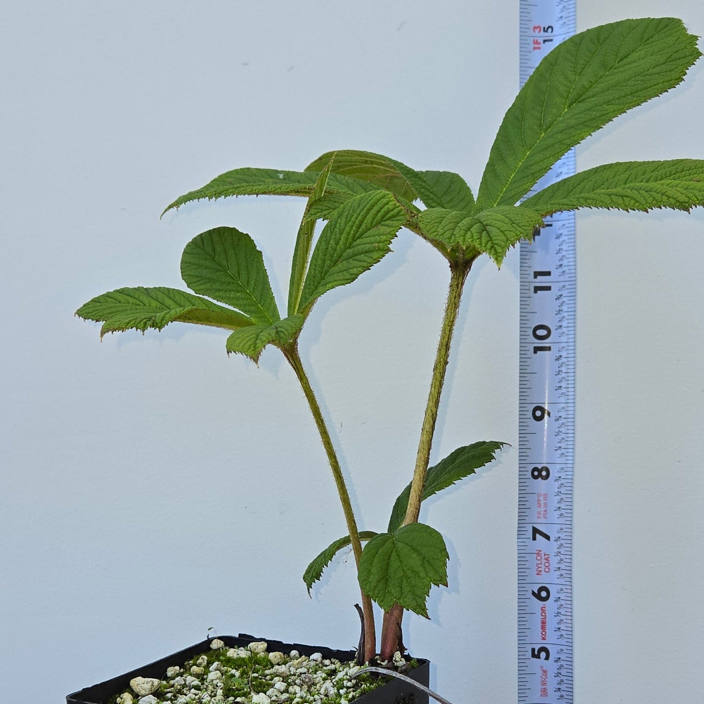 Rodgersia aesculifolia, Rodgersia