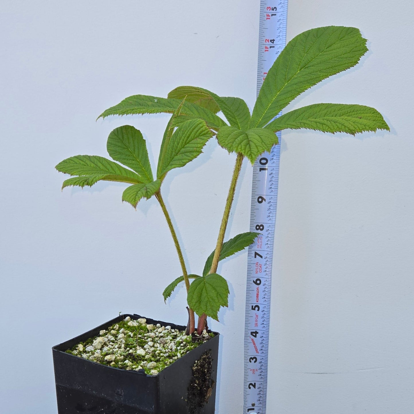 Rodgersia aesculifolia, Rodgersia