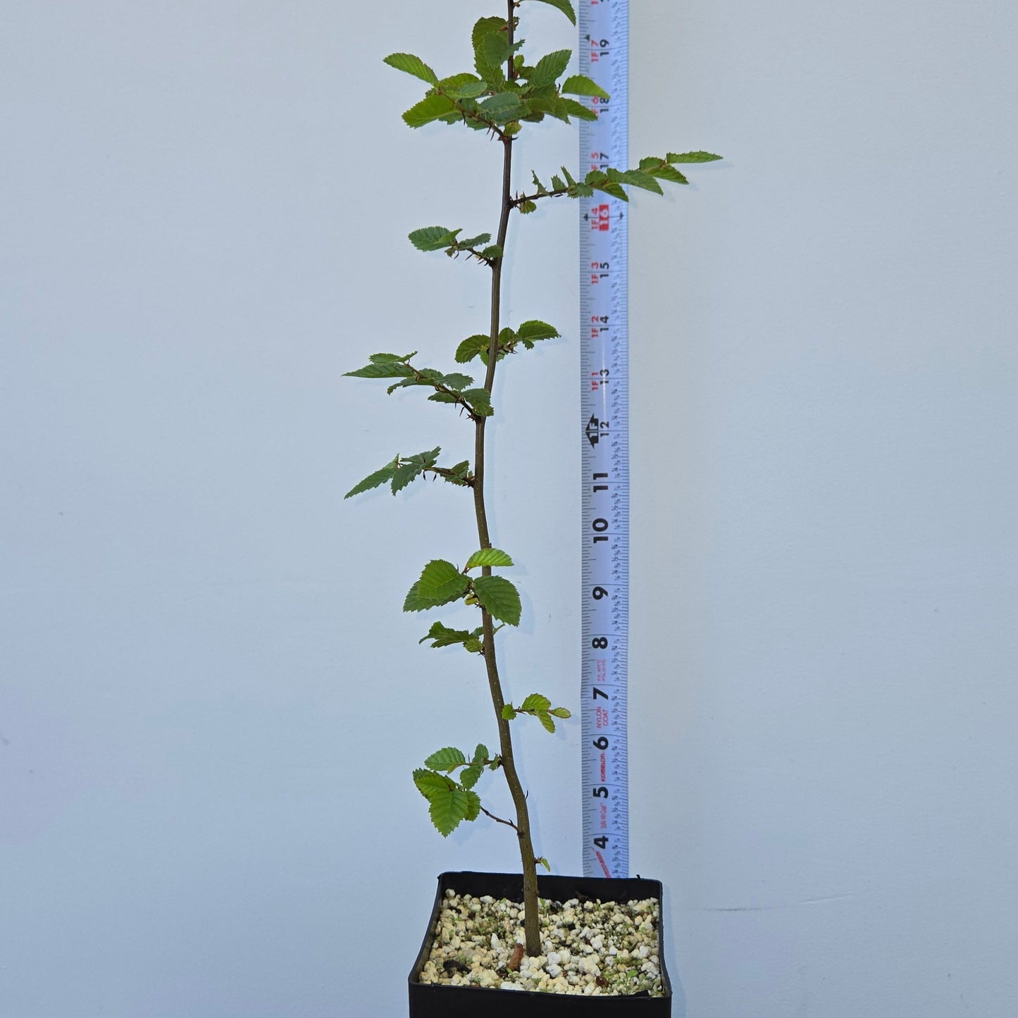 Carpinus coreana, Korean Hornbeam