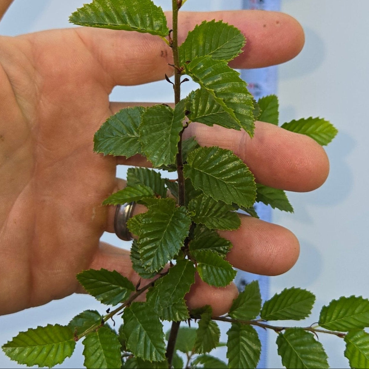 Carpinus coreana, Korean Hornbeam