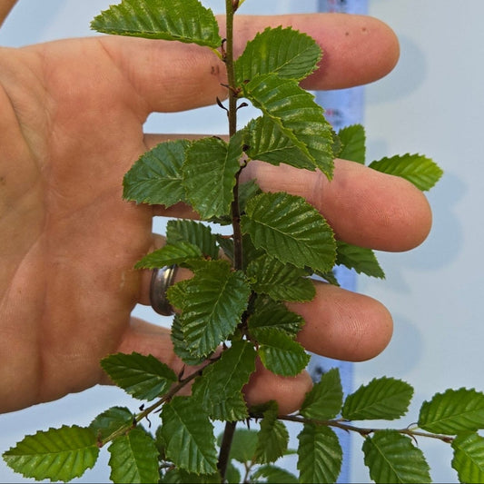 Carpinus coreana, Korean Hornbeam