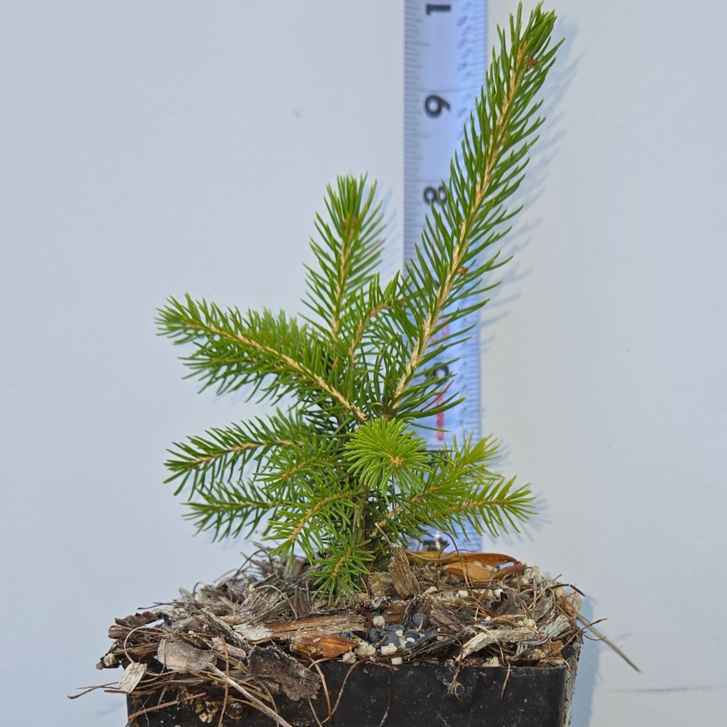 Picea orientalis, Caucasian Spruce.