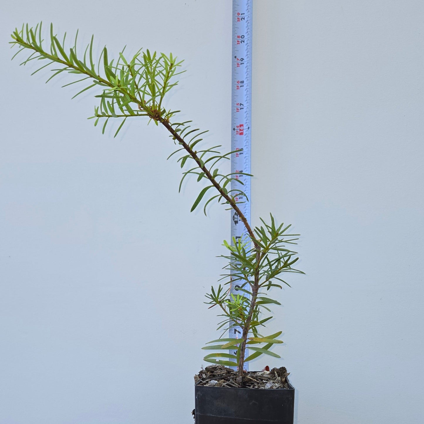 Podocarpus laetus, Hall's Podocarpus