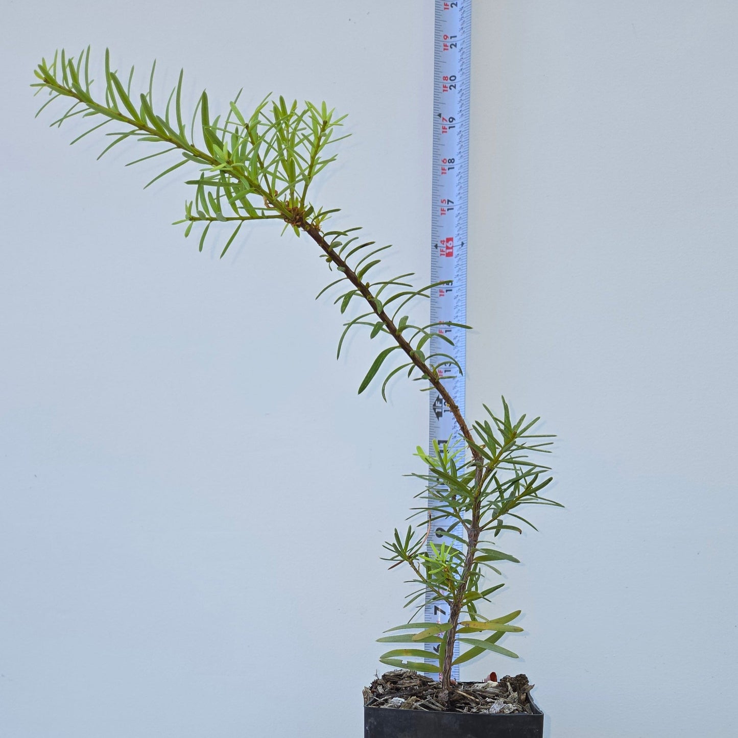 Podocarpus laetus, Hall's Podocarpus