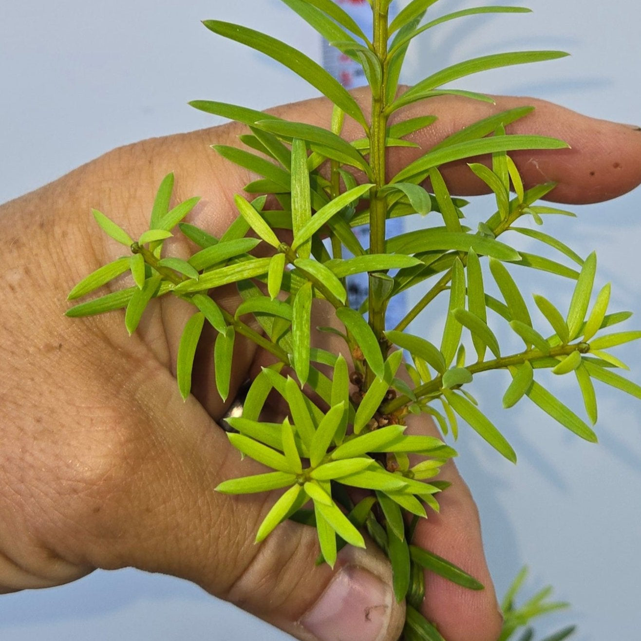 Podocarpus laetus, Hall's Podocarpus