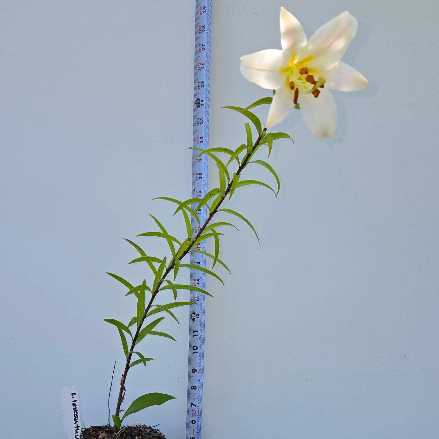 Lilium leucanthum, White Chinese Lily.