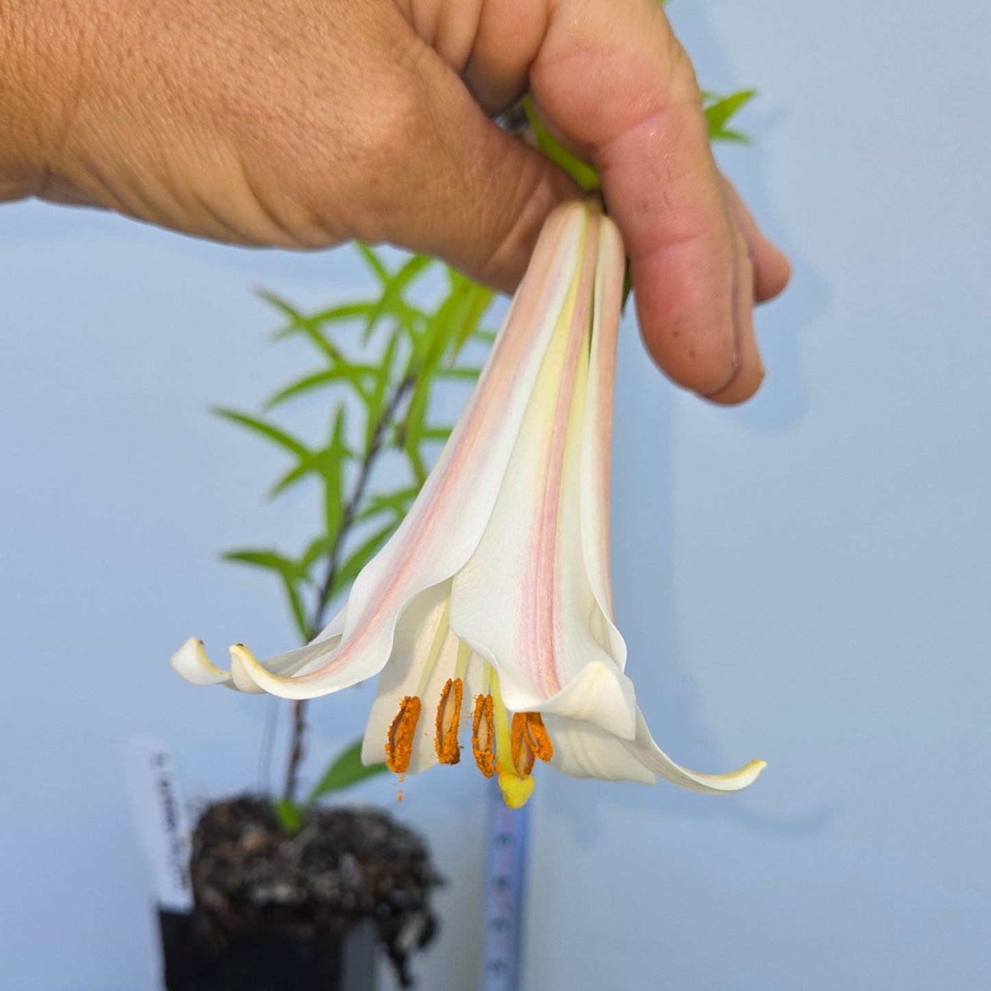 Lilium leucanthum, White Chinese Lily.