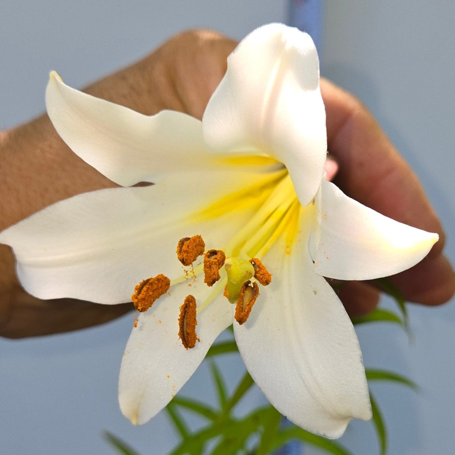 lily guinea white Lilium leucanthum, White Chinese Lily