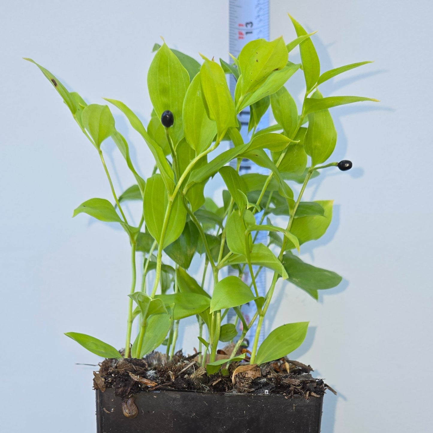Disporum viridescens, Green Fairy Bells