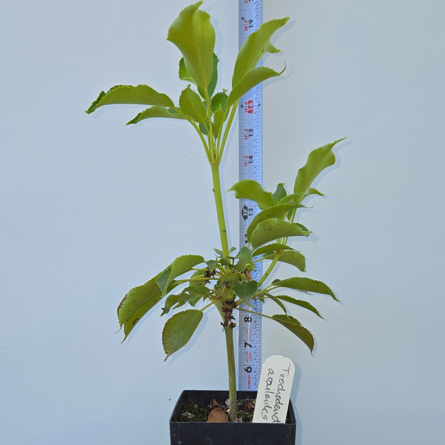 Trochodendron aralioides, Wheel Tree.