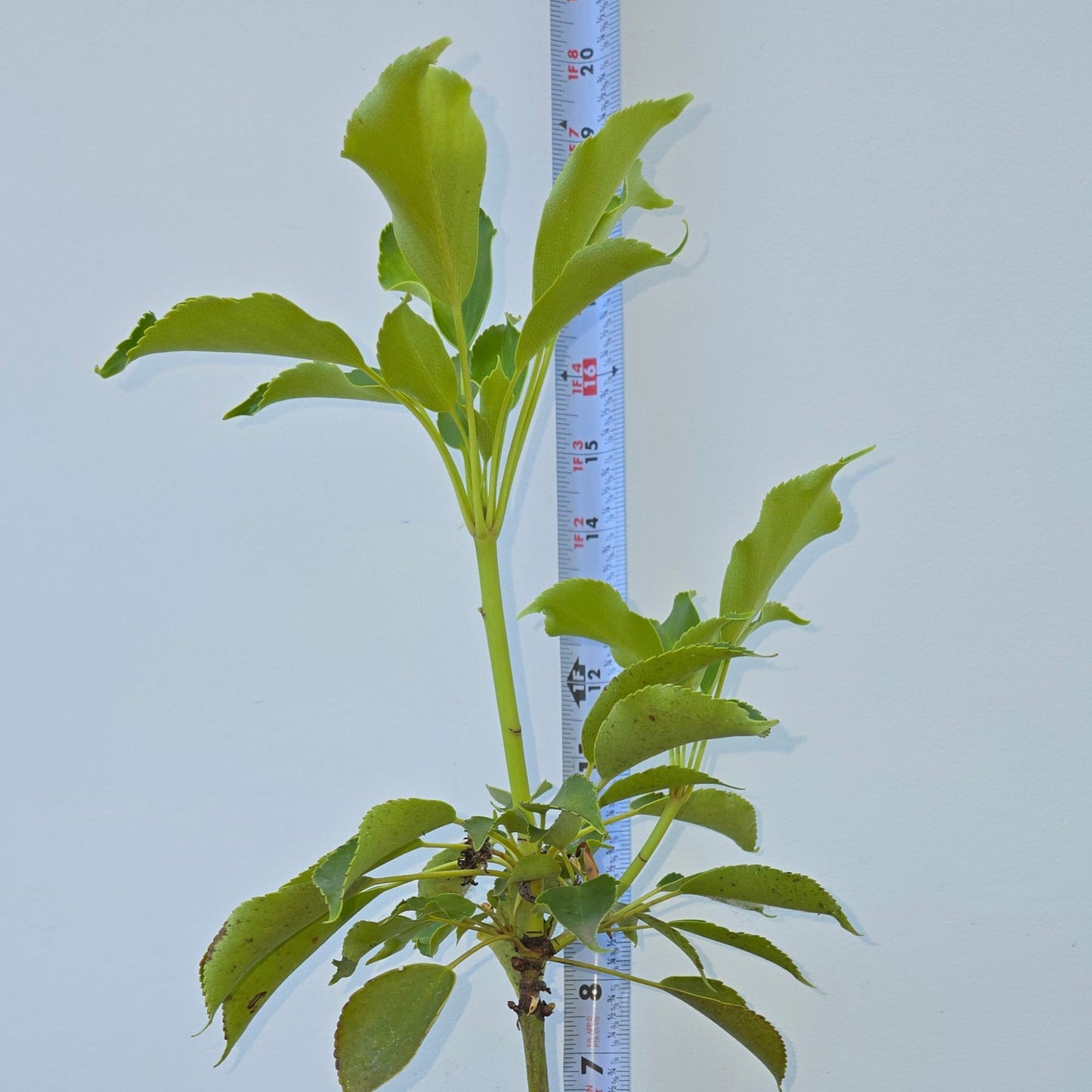 Trochodendron aralioides, Wheel Tree.