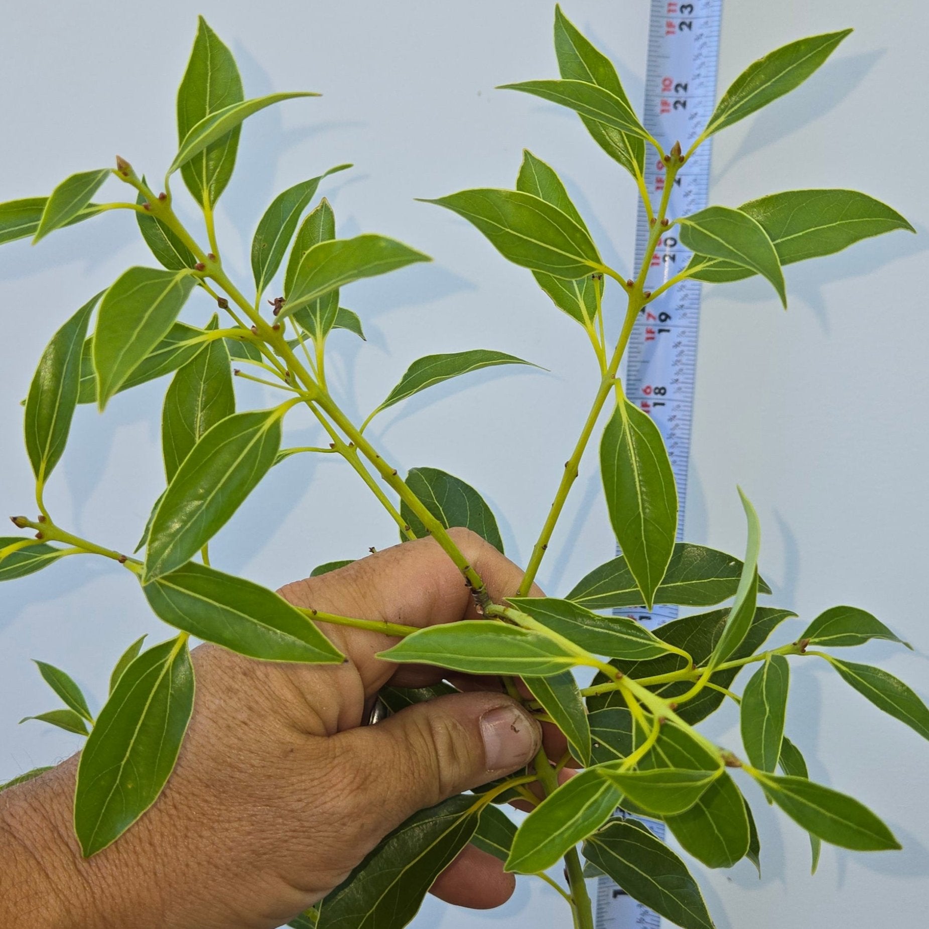 cinnamon plant leaf Cinnamomum japonicum, Japanese Cinnamon Tree