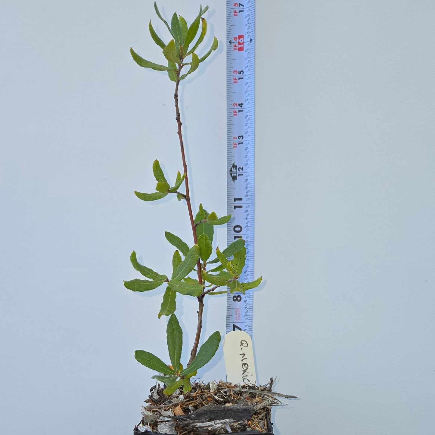 Quercus mexicana, Mexican Red Oak.