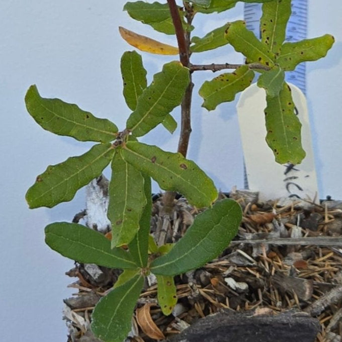 Quercus mexicana, Mexican Red Oak.