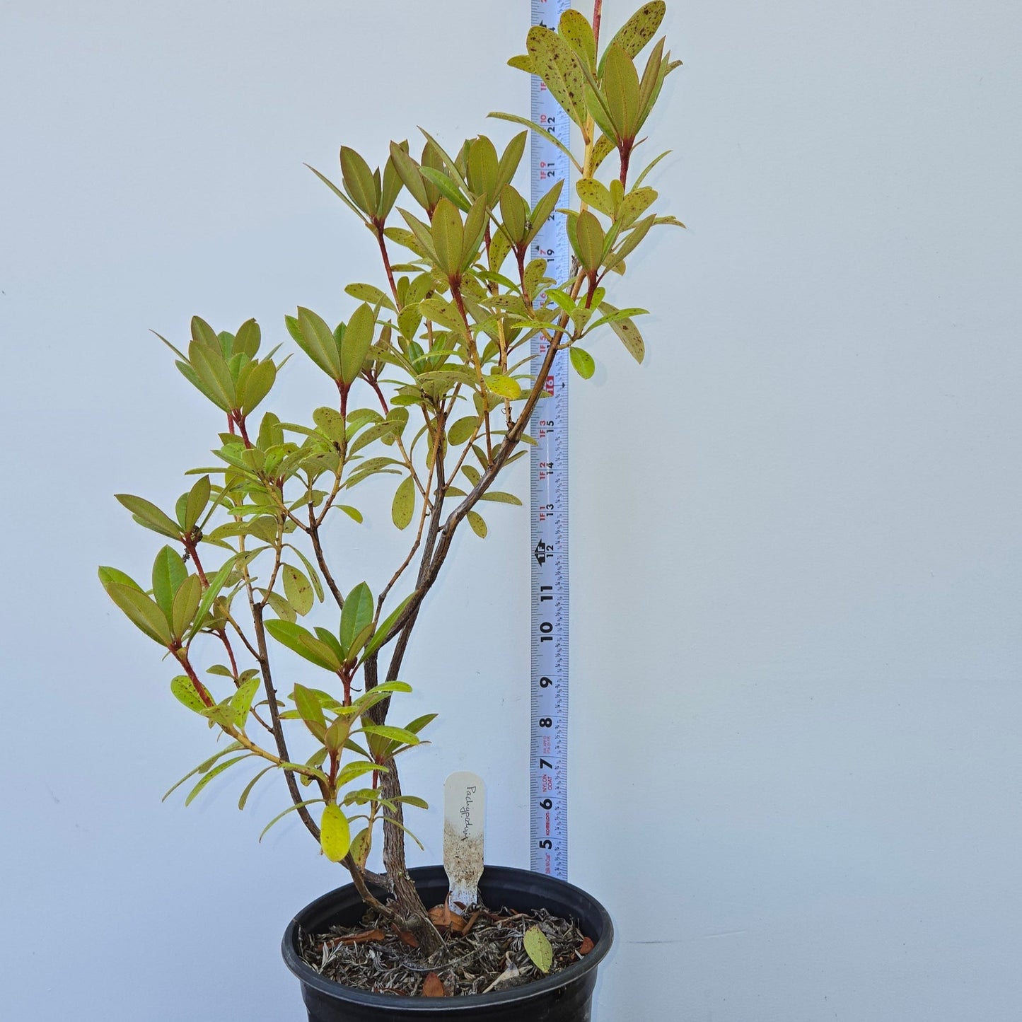 Rhododendron pachypodum, Madden Rhododendron