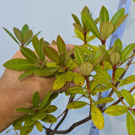 Rhododendron pachypodum, Madden Rhododendron