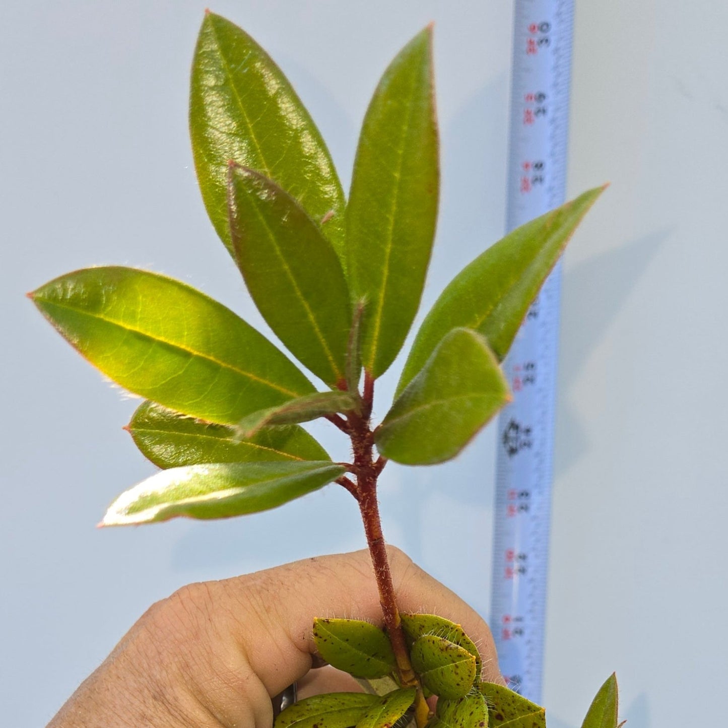 Rhododendron pachypodum, Madden Rhododendron