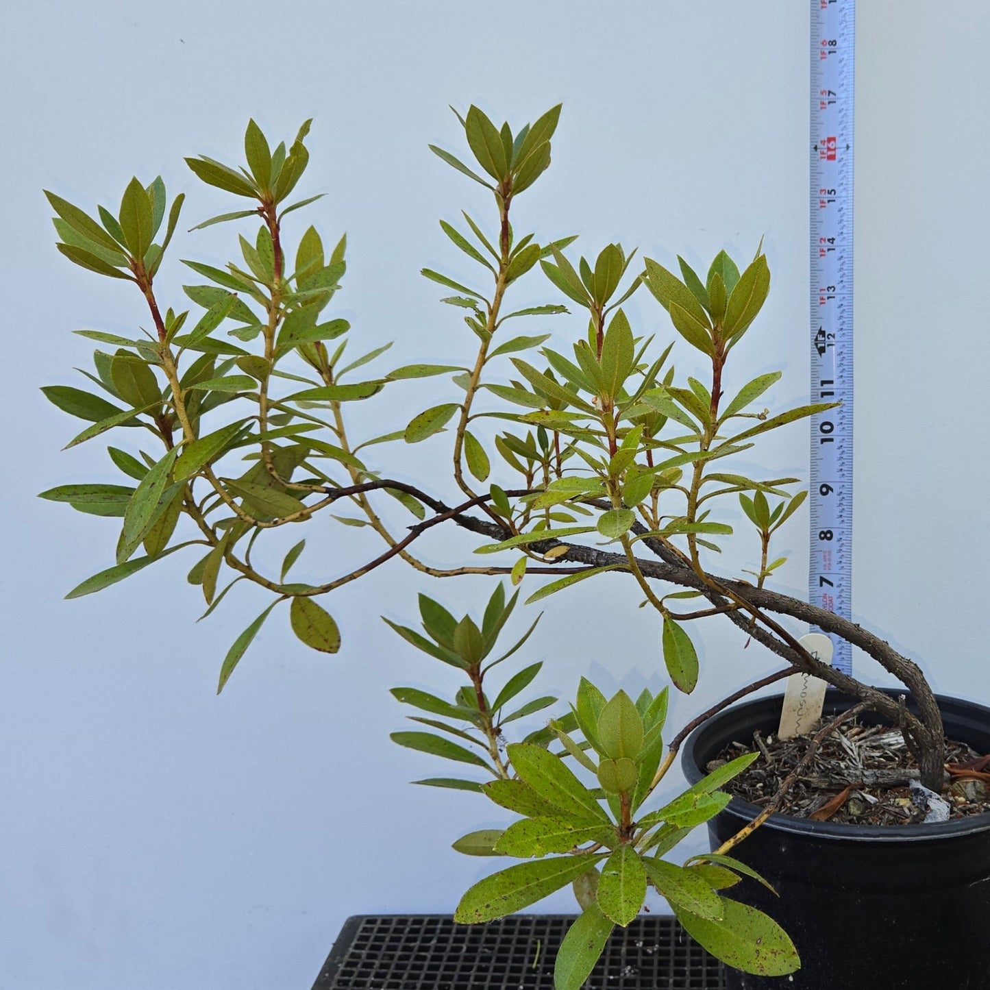 Rhododnedron formosum, Beautiful Madden Rhododendron.