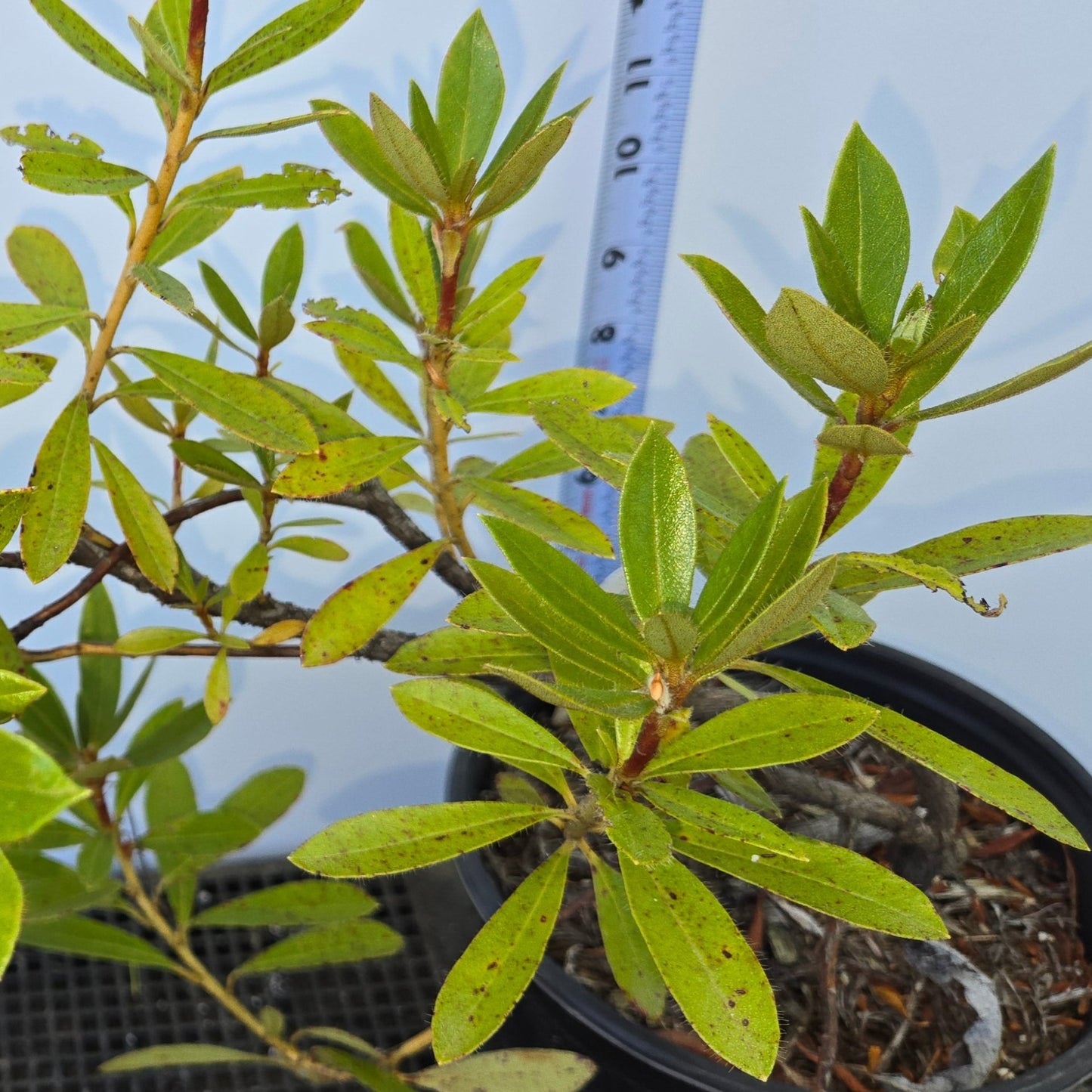 Rhododnedron formosum, Beautiful Madden Rhododendron.