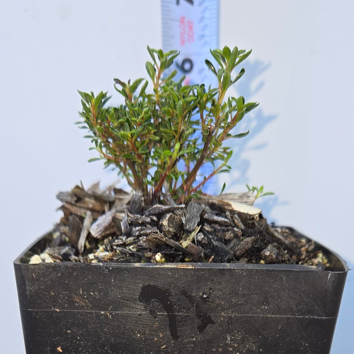 Blind Azalea