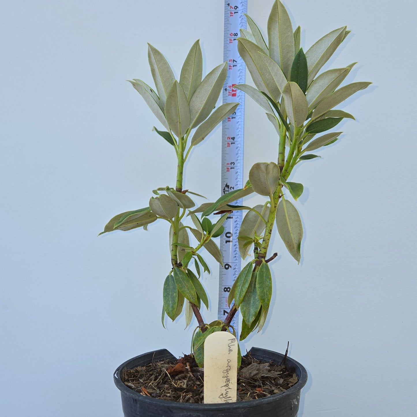 Rhododendron grande, Silver Rhododendron
