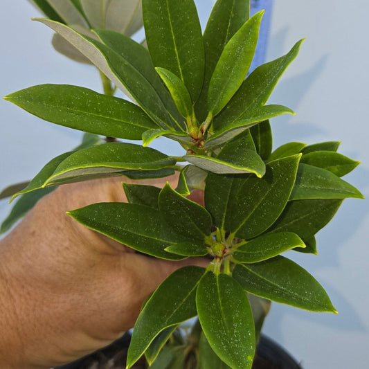 Rhododendron grande, Silver Rhododendron