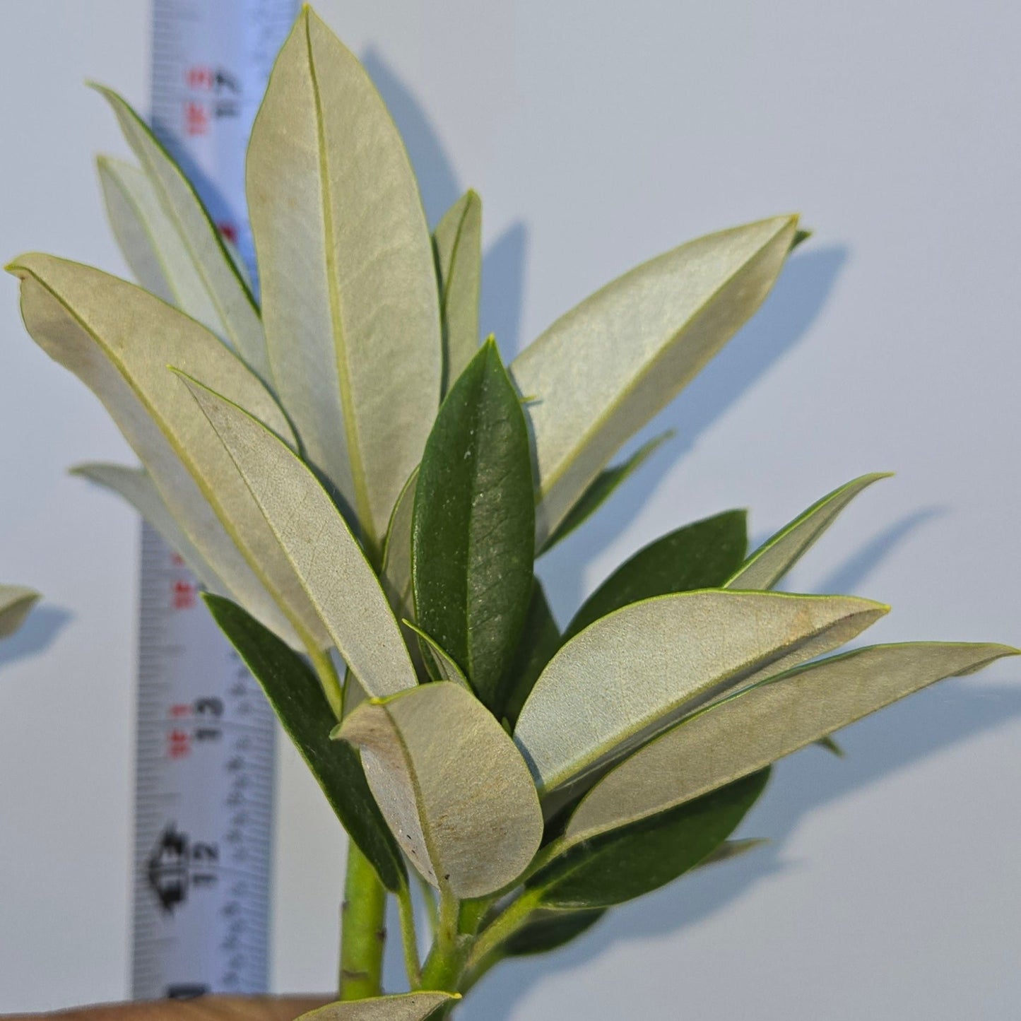 Rhododendron grande, Silver Rhododendron