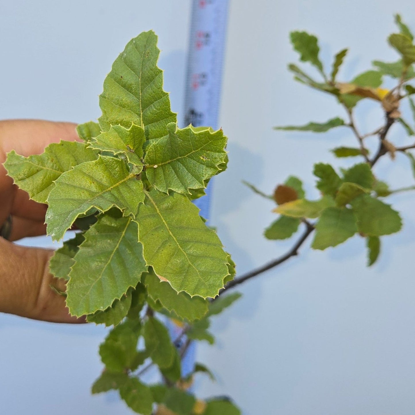 Quercus ithaburensis, Mt. Tabor Oak.